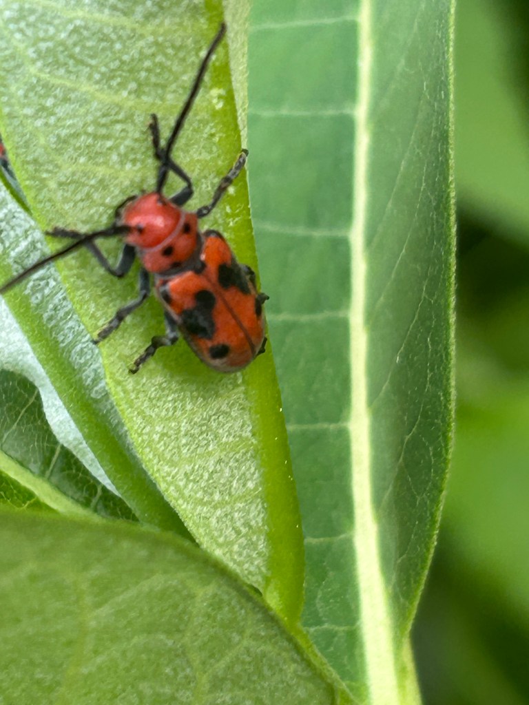Good Bug Design